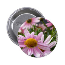Marguerites de marguerite des prés de frutescens d badge