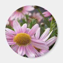 Marguerites de marguerite des prés de frutescens d magnets pour réfrigérateur