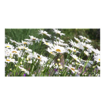 Marguerites Photocarte Personnalisée