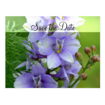 Mariage de pied-d'alouette de lavande cartes postales