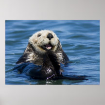 Mariés de lutris d'Enhydra de loutre de mer de la  Affiches