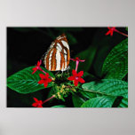 Marin sur les fleurs rouges de fleurs de pentas posters