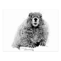 Marmot Carte Postale