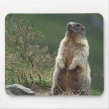 Marmota de Marmota Tapis De Souris