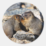 marmotte autocollants