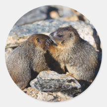 marmotte autocollants