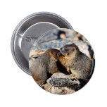 marmotte badges