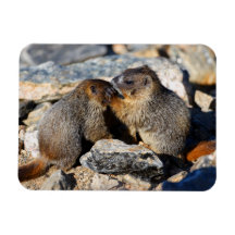 Marmottes de bébé magnets rectangulaire
