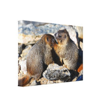 Marmottes de bébé toiles tendues sur châssis