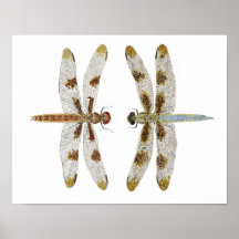 Mated Pair of 12 Spotted Skimmer Dragonflies Poster