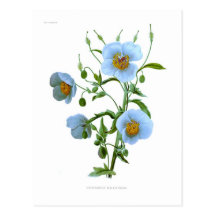 Meconopsis (pavot bleu) cartes postales