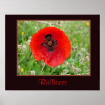 Méditation Rouge-Orange de fleur de pavot de brill Posters