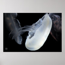 Méduses blanches posters