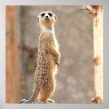 Meerkat à l'affiche d'attention
