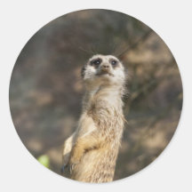 Meerkat Autocollant