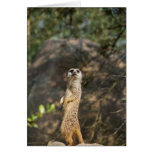 Meerkat Cartes