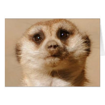 Meerkat Cartes De Vœux