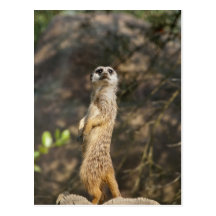 Meerkat Cartes Postales