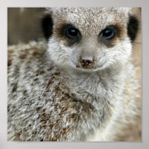 Meerkat font face à la copie d'affiche