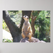 Meerkat Affiche