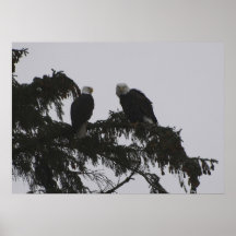 "MEILLEUR de copie d'Eagle chauve de COMPAGNONS" Affiche