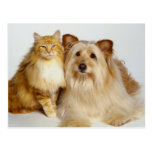 Meilleurs amis adorables chien et photo de chat cartes postales