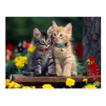 Meilleurs amis carte postale