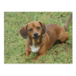 Mélange de dashhund de petit chien cartes postales