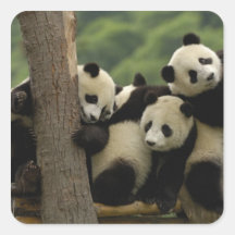 Melanoleuca d'Ailuropoda de bébés de panda géant)  Autocollants