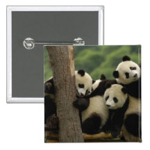 Melanoleuca d'Ailuropoda de bébés de panda géant)  Pin's Avec Agrafe