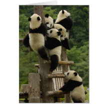 Melanoleuca d'Ailuropoda de bébés de panda géant) Cartes De Vœux