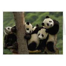 Melanoleuca d'Ailuropoda de bébés de panda géant)  Carte De Vœux