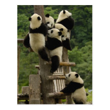 Melanoleuca d'Ailuropoda de bébés de panda géant) Cartes Postales