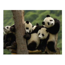 Melanoleuca d'Ailuropoda de bébés de panda géant)  Carte Postale
