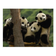 Melanoleuca d'Ailuropoda de bébés de panda géant)  Cartes Postales