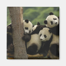 Melanoleuca d'Ailuropoda de bébés de panda géant)  Magnets Pour Réfrigérateur