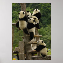 Melanoleuca d'Ailuropoda de bébés de panda géant) Poster