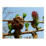 Mélèze fleurissant cartes postales