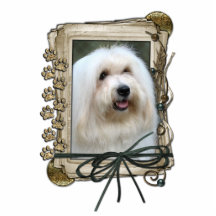 Merci - pattes en pierre - coton de Tulear Photo En Relief