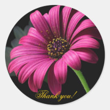 Merci rose de Gerber ! Autocollants Ronds