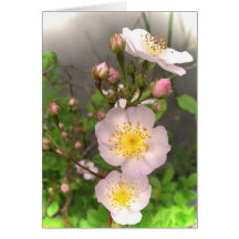 Merci sauvage de roses cartes de vœux