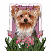 Merci - tulipes roses - Yorkshire Terrier Photo En Relief