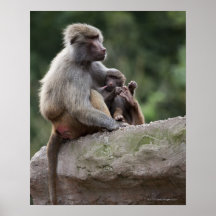 Mère de babouin soignant ses jeunes posters