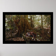 Mère et jeune orang-outan dans la forêt tropicale  poster