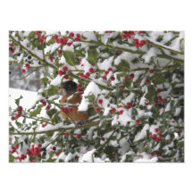 merle abritant dans un arbre de houx après une nei photos