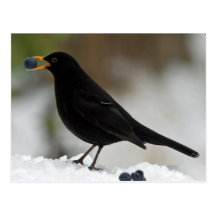 Merle mangeant des raisins dans la neige cartes postales
