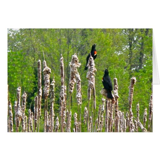 Merles à ailes rouges sur la carte de note de Catt