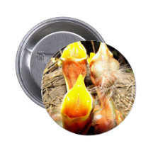 Merles affamés de bébé badge avec épingle