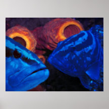 Mérous - bleu posters