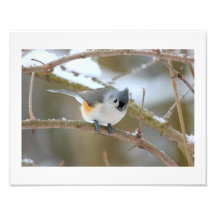Mésange Photo